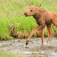 Image for article titled Please Stop Touching All Those Adorable Baby Moose in Alaska